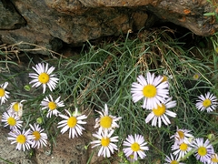 Erigeron filifolius