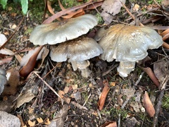 Cortinarius metallicus