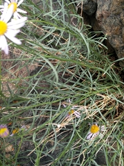 Erigeron filifolius