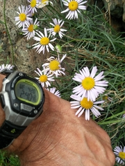 Erigeron filifolius