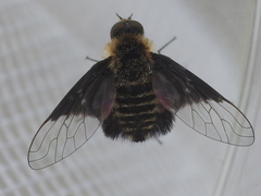 Ogcodocera