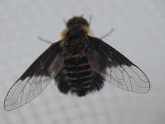 Ogcodocera