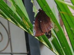 Elymnias hypermnestra