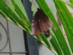 Elymnias hypermnestra