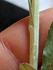 Gamochaeta argyrinea