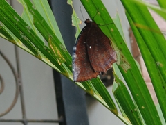 Elymnias hypermnestra