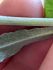 Gamochaeta argyrinea