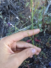 Saltugilia australis