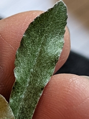 Gamochaeta argyrinea