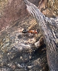 Camponotus decipiens