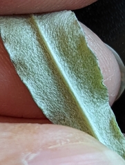 Gamochaeta argyrinea