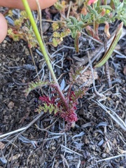 Saltugilia australis