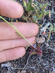 Saltugilia australis