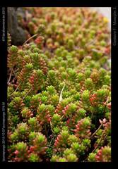 Sedum × rubrotinctum