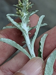 Gamochaeta argyrinea