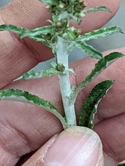 Gamochaeta argyrinea