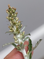 Gamochaeta argyrinea