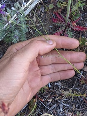 Saltugilia australis