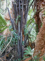 Tmesipteris horomaka