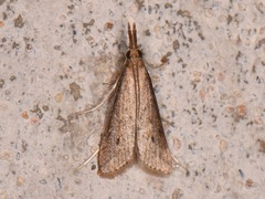 Donacaula unipunctellus