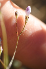 Saltugilia australis