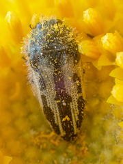 Acmaeodera latiflava