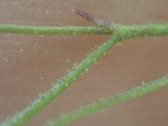 Saltugilia australis