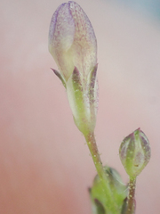 Saltugilia australis