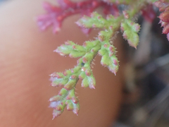 Saltugilia australis