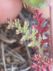 Saltugilia australis