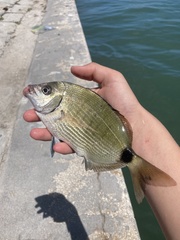 Diplodus holbrookii