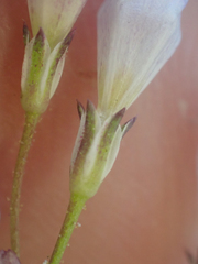 Saltugilia australis