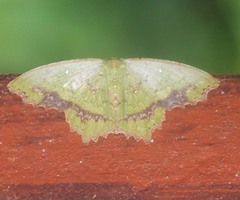 Paramaxates posterecta