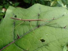 Ocnophiloidea regularis