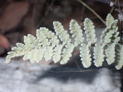 Myriopteris rufa