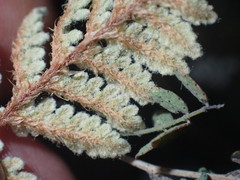 Myriopteris rufa