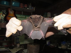 Phyllostomus hastatus