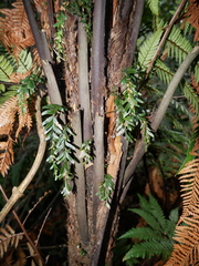 Tmesipteris horomaka