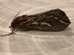 Abantiades argentata