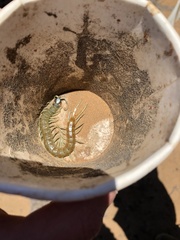 Scolopendra aztecorum