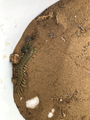 Scolopendra aztecorum