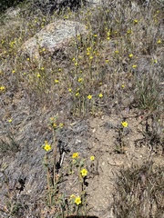 Mentzelia montana