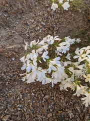 Leptosiphon floribundus