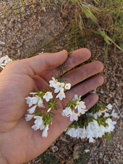 Leptosiphon floribundus