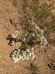 Leptosiphon floribundus