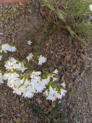 Leptosiphon floribundus