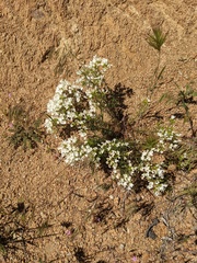 Leptosiphon floribundus
