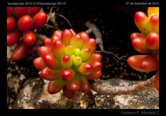 Sedum × rubrotinctum