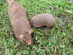 Cabassous unicinctus