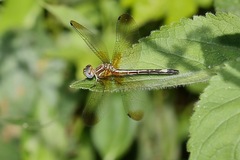 Macrothemis ultima